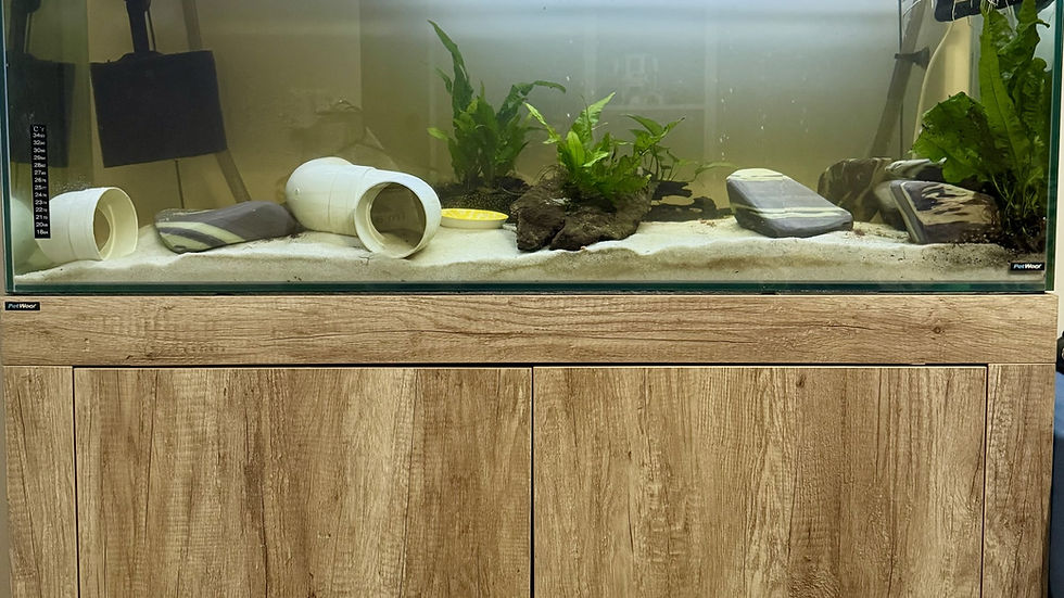 Eye-level view of a well-maintained axolotl aquarium with plants and hiding spots