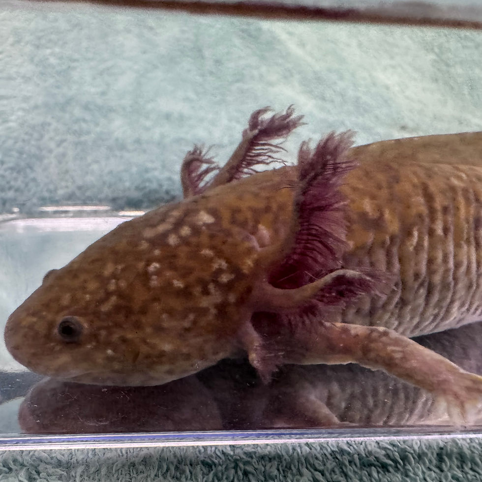Thumbnail: Ozzie Copper Male
