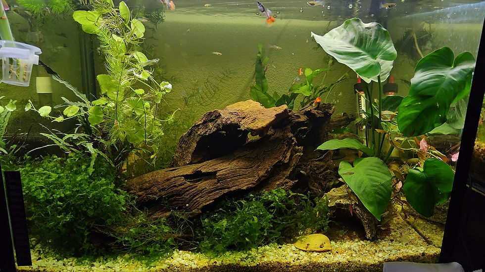 How Aquarium Plants Help Your Tank Cycle & Stability 🌱
