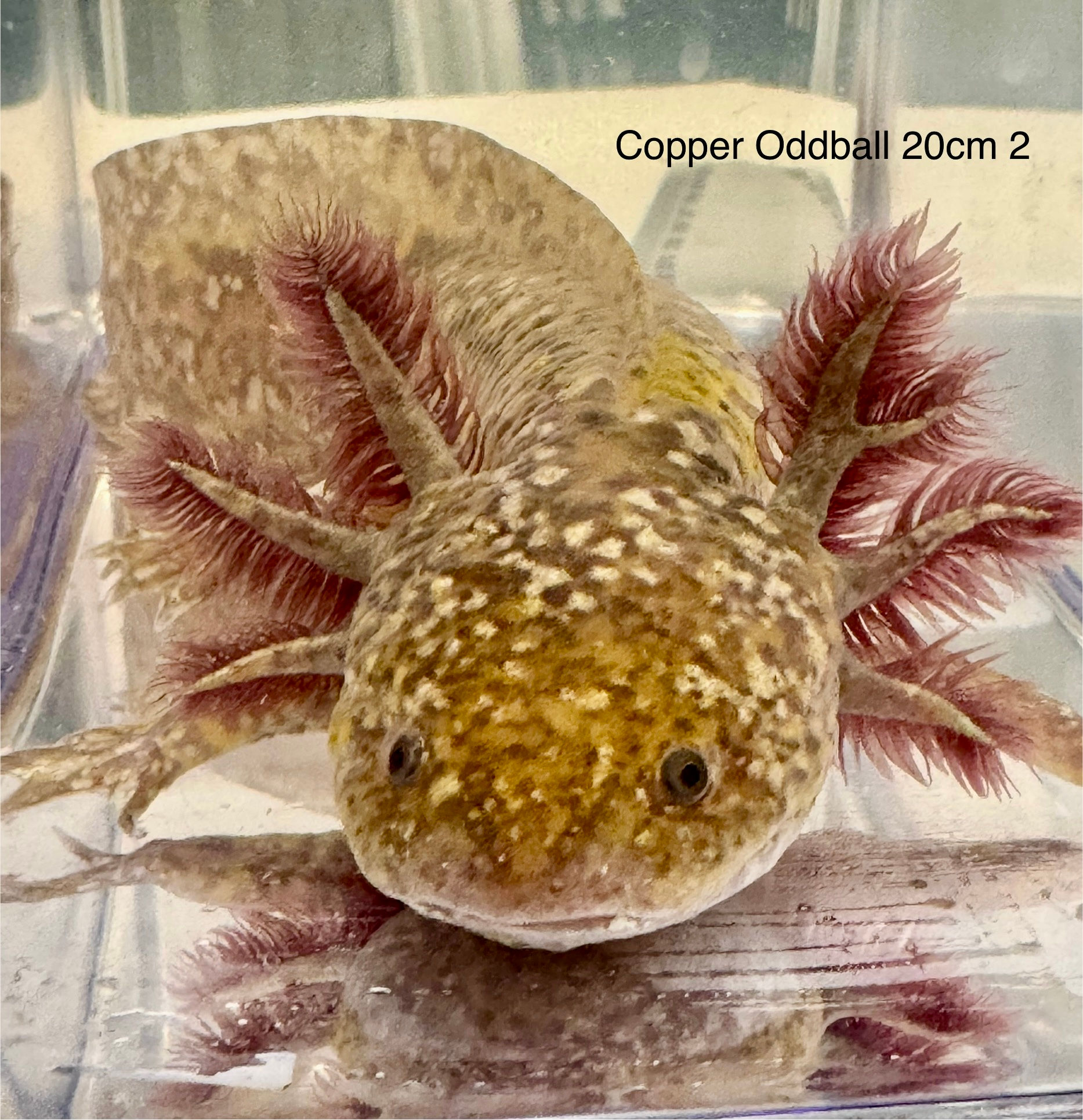 “Ophelia “ Copper Oddball Female 