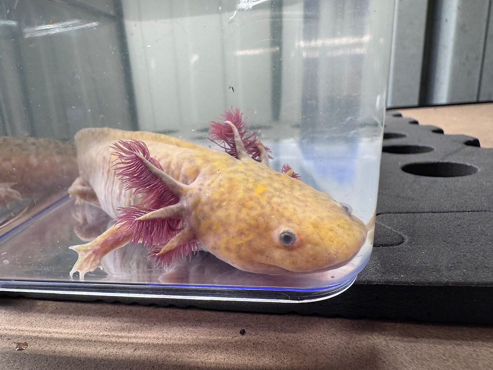 Thumbnail: “Aristlotl”Hypo Copper Axolotl 