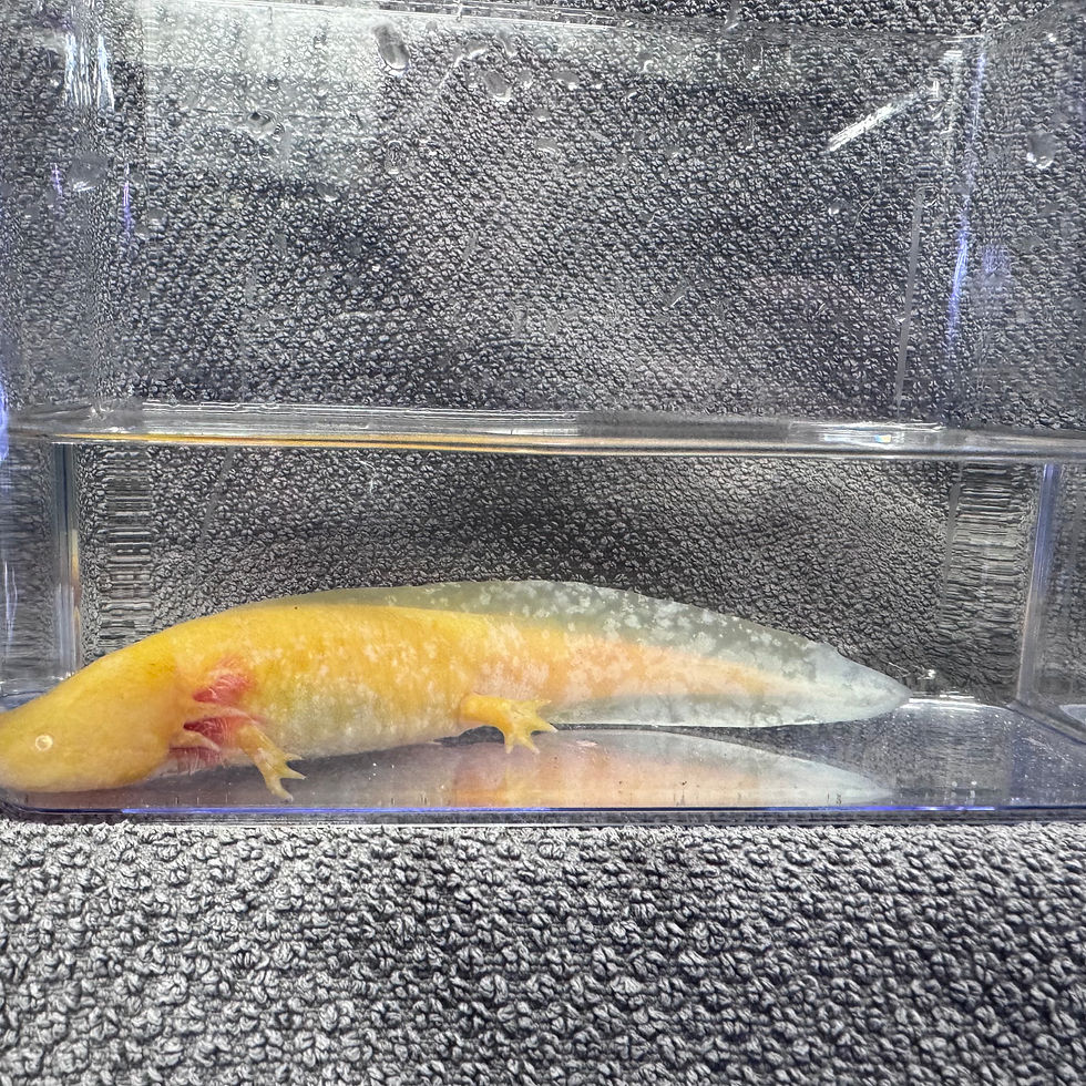 Thumbnail: Kai Axanthic Golden Axolotl, healthy captive-bred with vibrant golden colouring and full feathery gills.