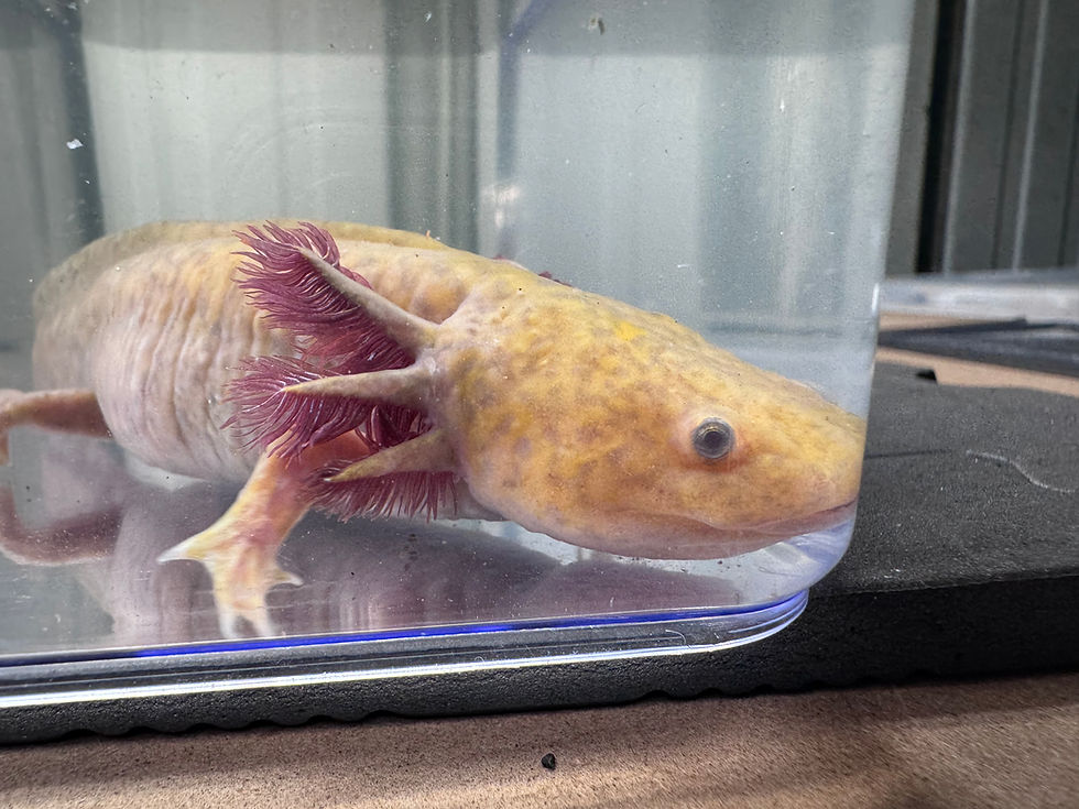 Thumbnail: “Aristlotl”Hypo Copper Axolotl 