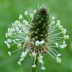 Allergy Icon