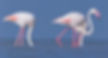Flamingos