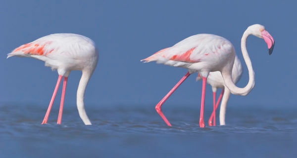 Flamingos