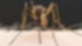 Mosquitos
