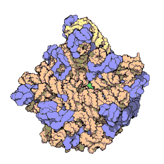 010_large_subunit-1FFK.gif