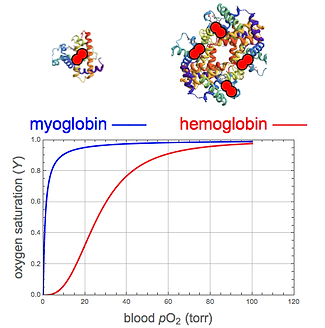 Myoglobin and hemoglobin.png