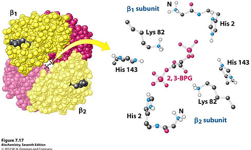 2,3-bpg.jpg