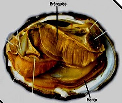 branquias mollusca.jpg