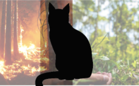 Flame the Cat : Analysis 