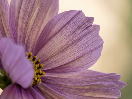 The Sensitive Matter of High Sensitivity: Finding Your Place in a Noisy World