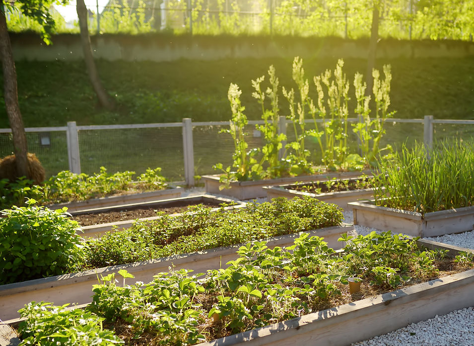 Community Kitchen Garden_edited.jpg