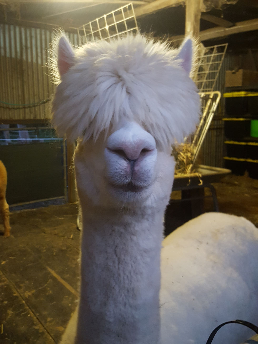 Thumbnail: Alpaca Cameo (Large Group Video Call)