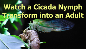 Cicada Transformation