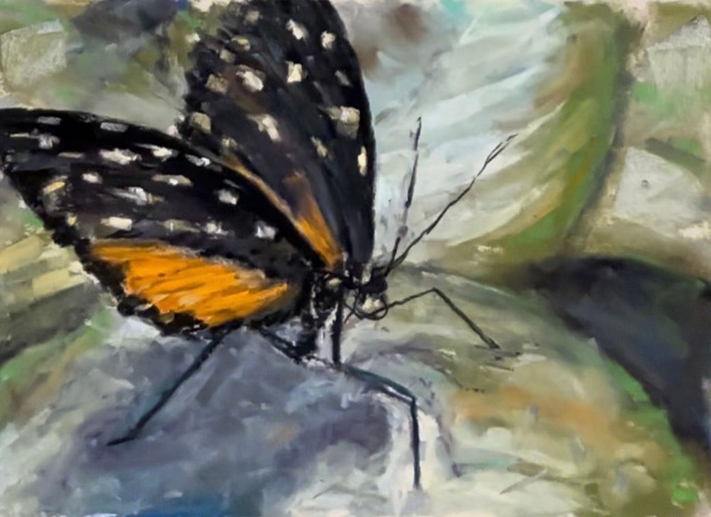 Painted Lady. 9“ x 12“ pastel on sanded paper.