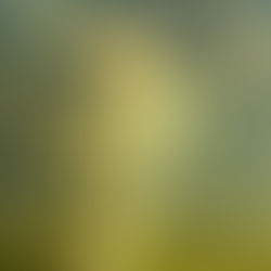 Delilikler Tanrısı / Tanrıçası