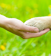 allgäuruhe, allgaeuruhe, tierkommunikation, brigid schweizer, allgäu, ruhe