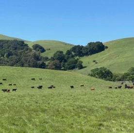 Rangeland.jpeg
