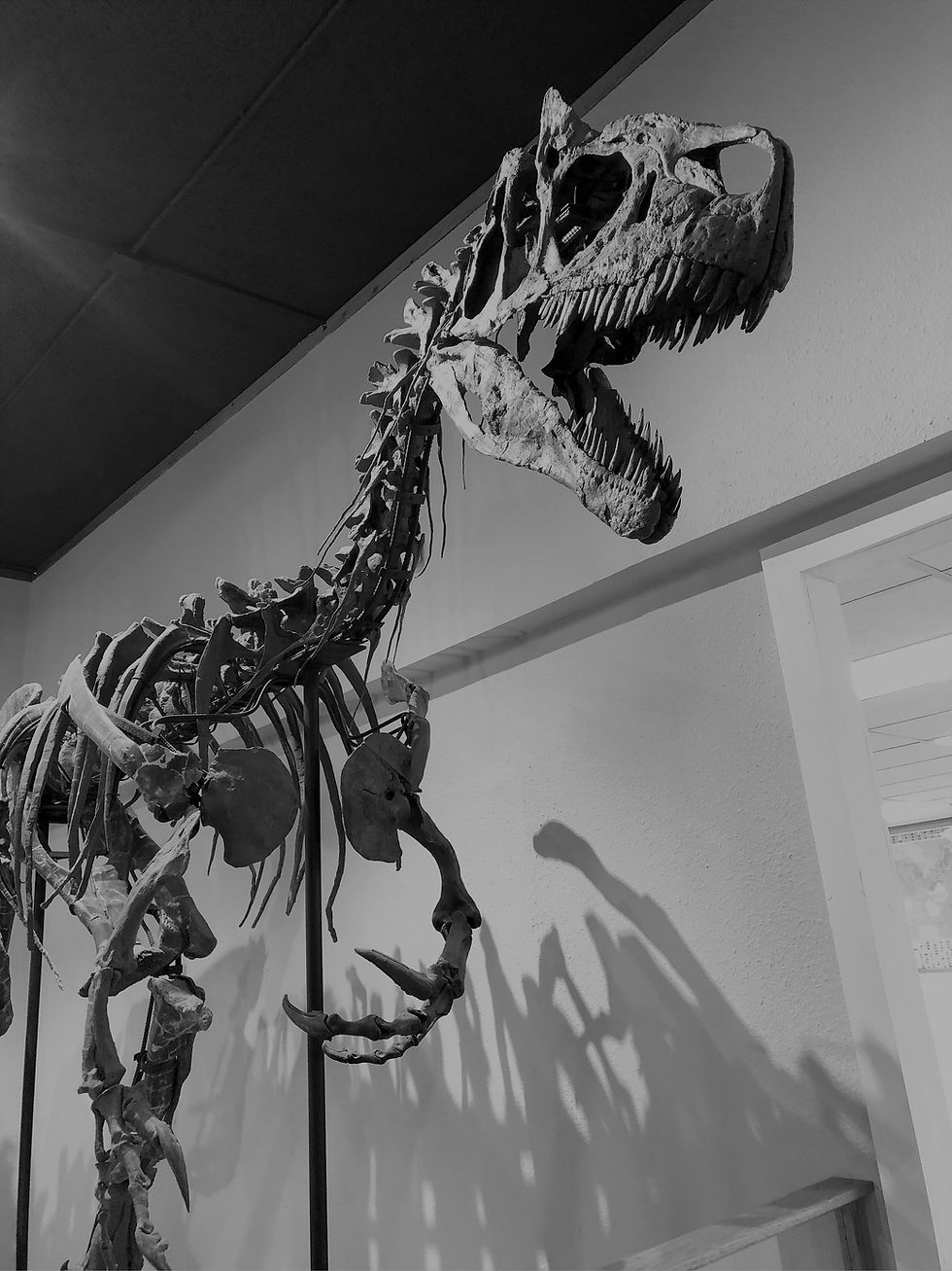 Thumbnail: Allosaurus Arm - Replica- Full Size