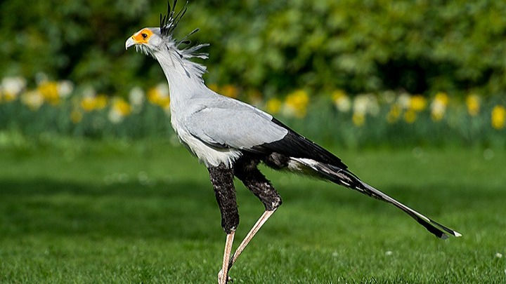 Вид птиц из отряда ястребообразных, единственный в семействе птиц-секретарей (Sagittariidae). Её своеобразное имя происходит от чёрных перьев на голове, напоминающих гусиные перья, которые раньше любили вставлять в свои парики судебные секретари.