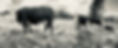 Cows Landscape BW_edited.jpg