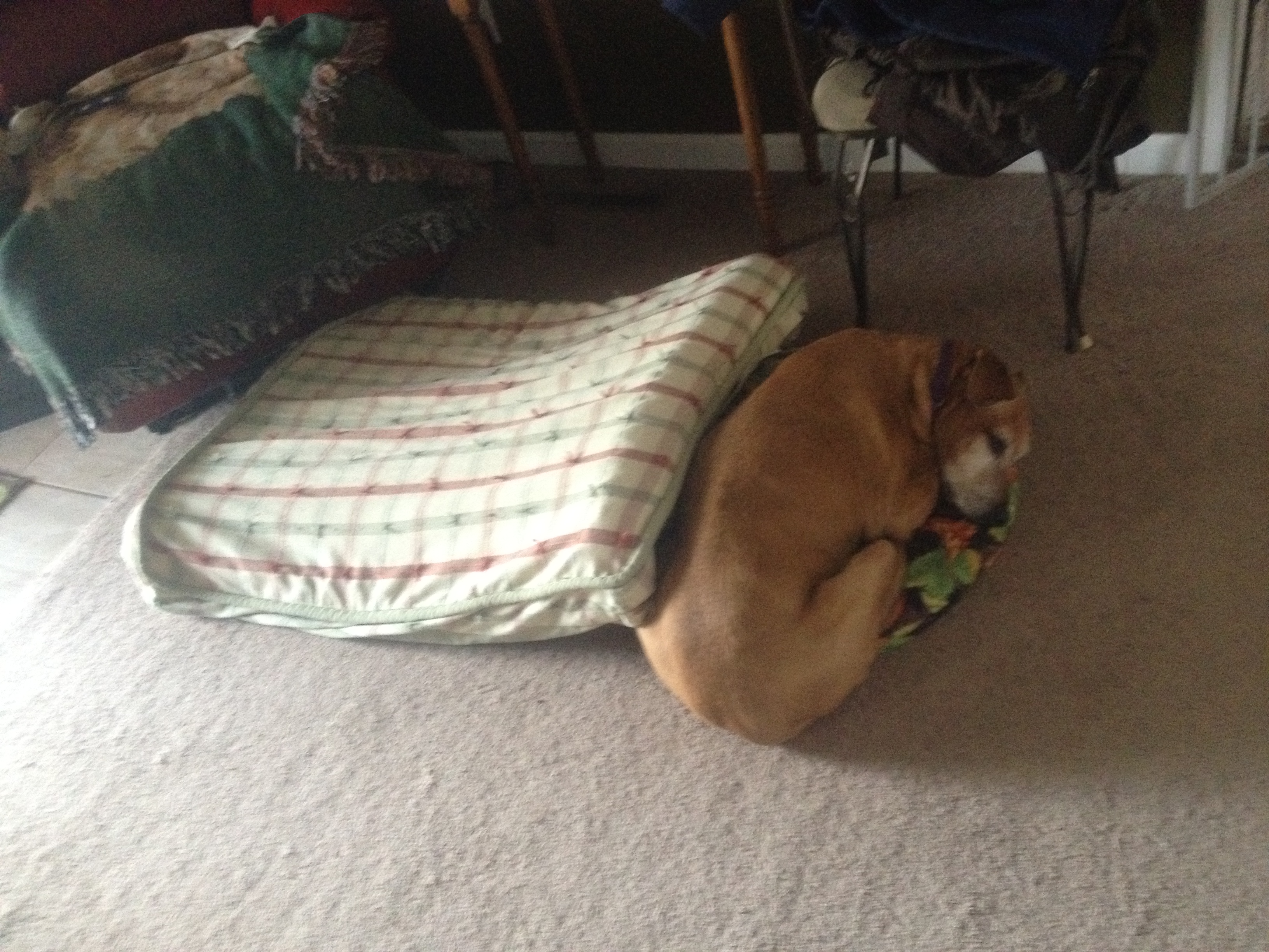 pet supply thrift store virginia beach