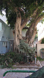 עץ הפיקוס לאחר הגיזום