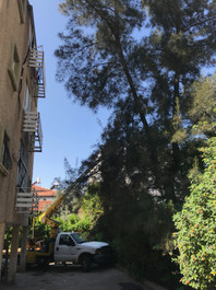 גיזום עצים עם מנוף בבניין משותף