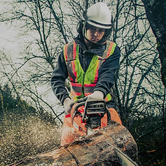 כריתת עצים, עקירת עצים, כריתת עץ, עקירת עץ, כורת עצים, כריתת עצים בשטח פרטי, גיזום עצים, גיזום וכריתת עצים, כריתת עצים מחיר, גוזמי עצים