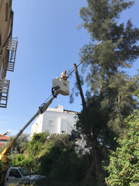 גזימת עצים