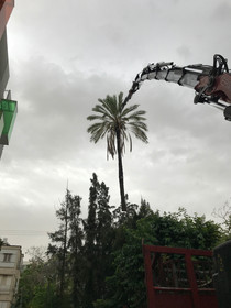 כריתת דקל תמר שלם עם מנוף