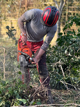 Tree surgeon cutting branches with a chainsaw during professional tree removal