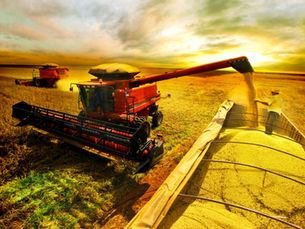 Colheitadeira realizando a colheita de soja em grande lavoura mecanizada, com trator ao lado transportando grãos, representando a produção agrícola em região de agronegócio no Brasil.