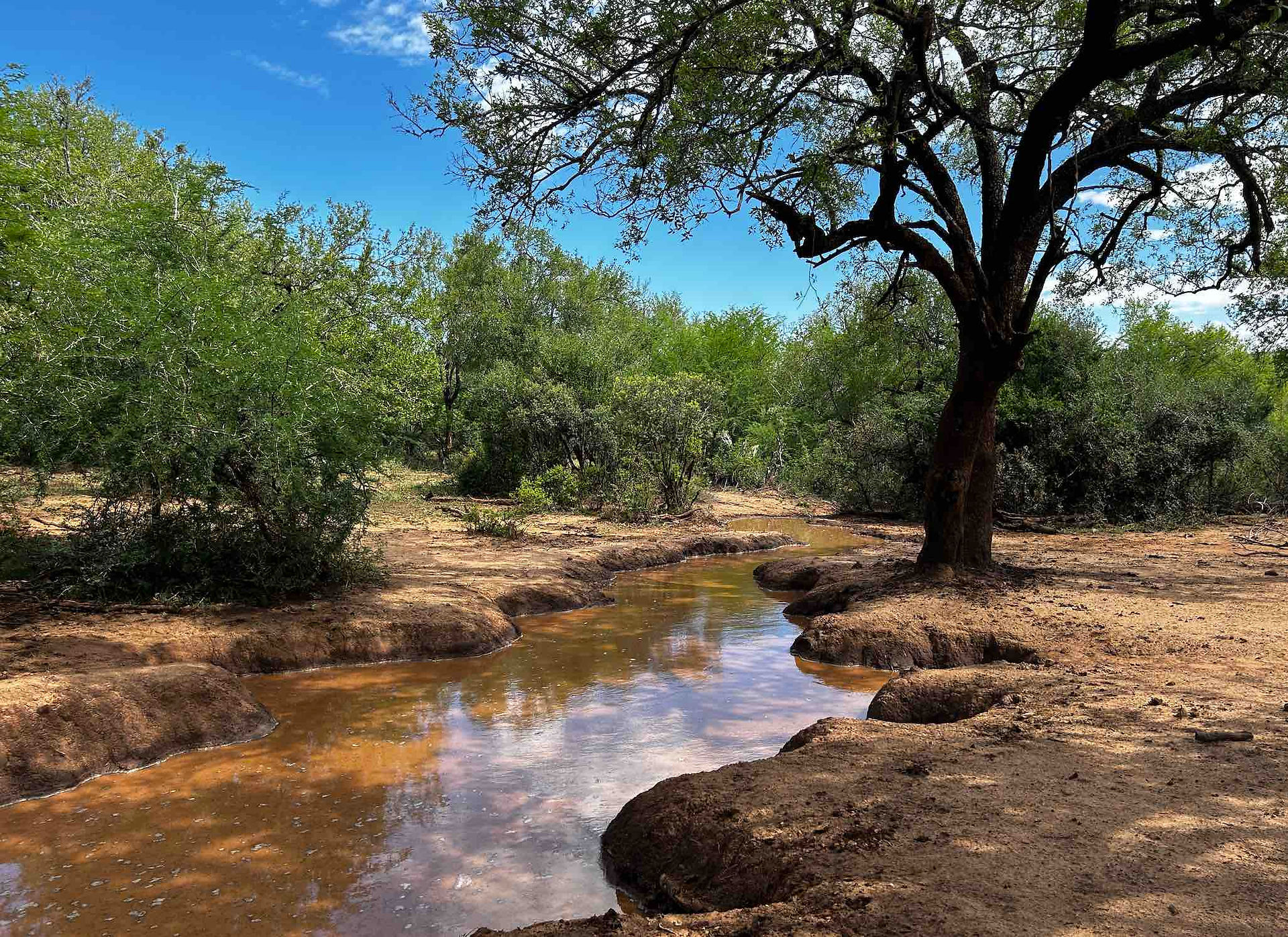 after the rain, the mud wallow becomes a water hole