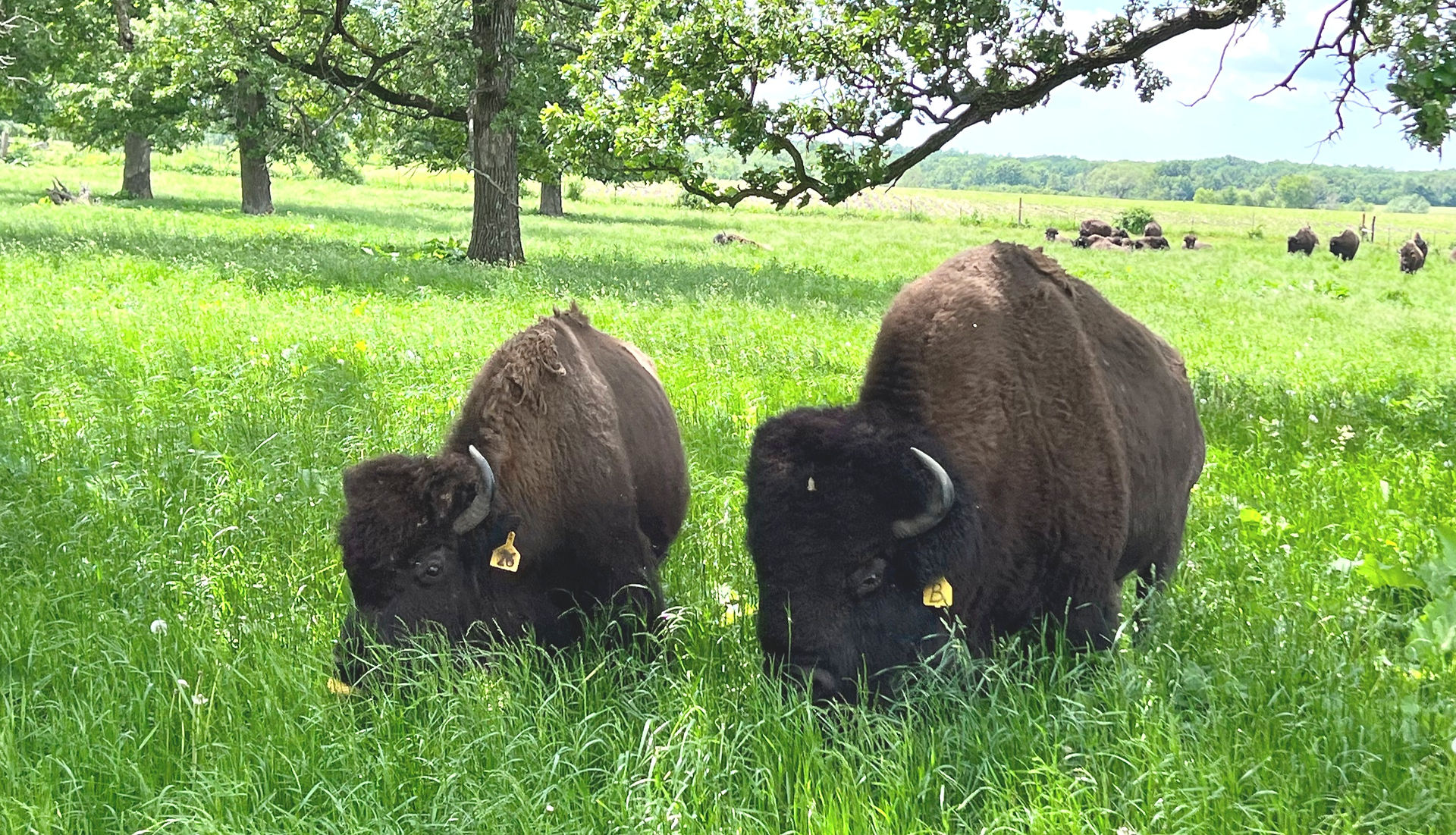 A cow (left) and bull (right)