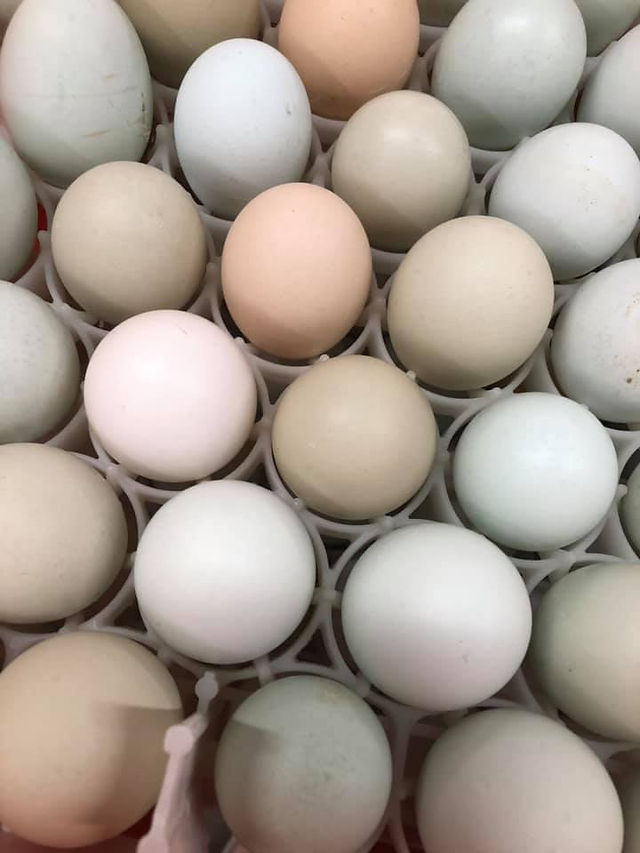 61513278_10217849266777044_2311710716224