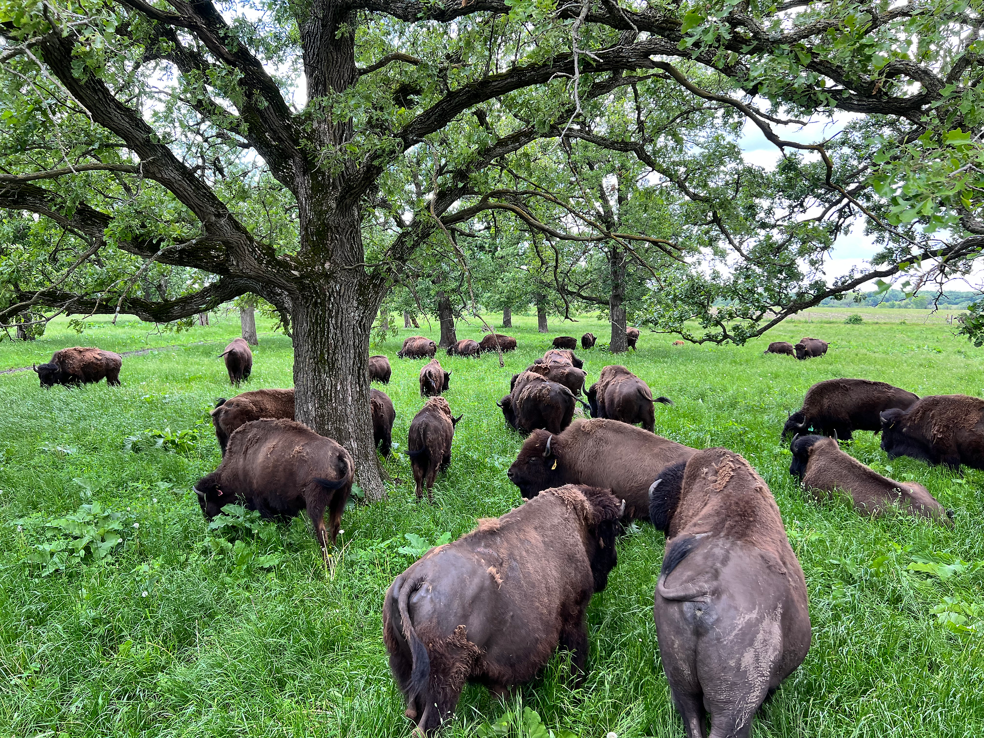 The bison coats are shedding!