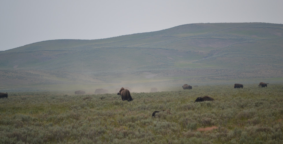 Wild bison rolling in dirt to cool off.