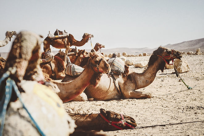 Camels in the Desert