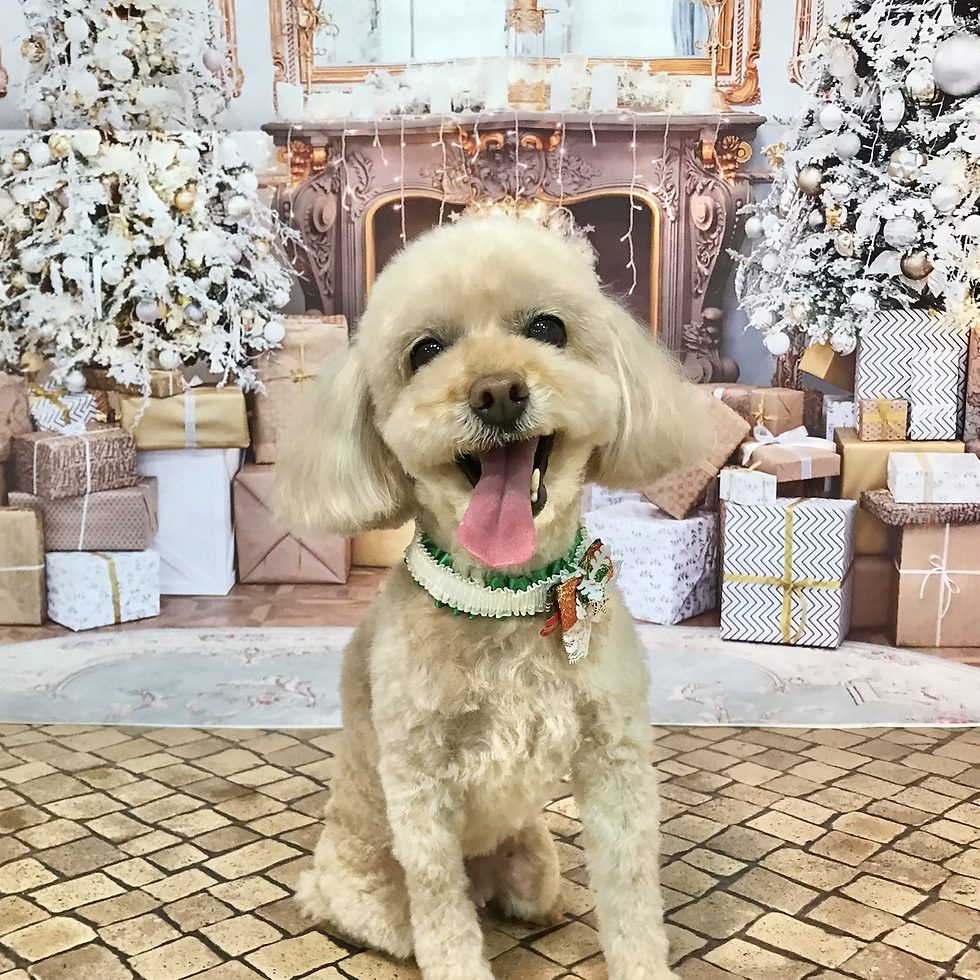 今日のわんこ🐶