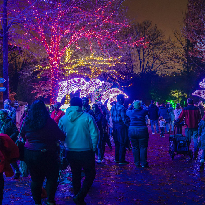 Holiday Lights & Tree-Lighting Nights