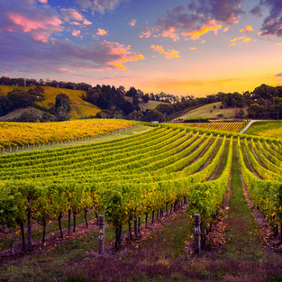 Exploring the Finest Wineries in the Chesapeake Region