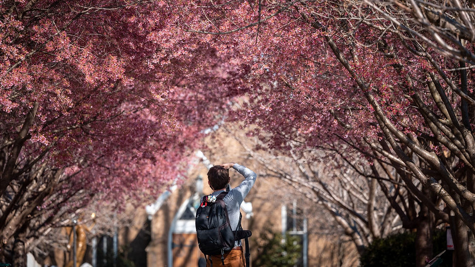 Spring Guide to the Chesapeake Region