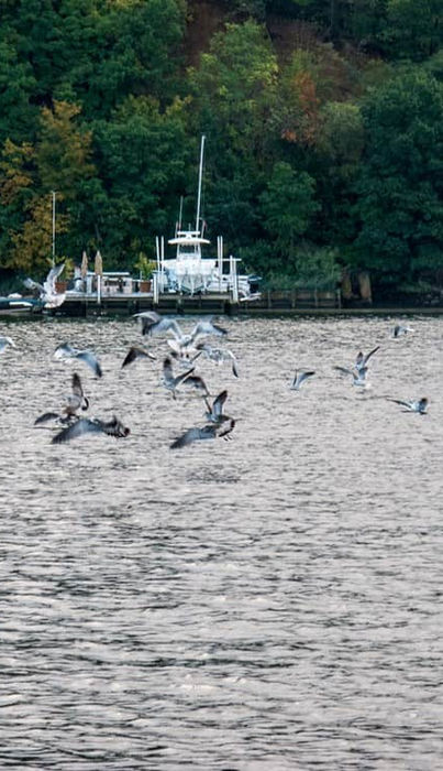 Light Tackle Adventures (Annapolis): Specializes in light-tackle fishing for rockfish and red drum, with fully equipped boats and seasoned guides ensuring a personalized experience.