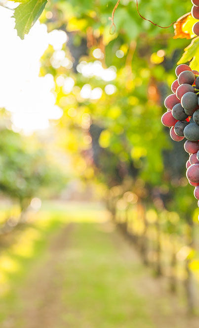 A boutique, waterfront winery on Kent Island producing small-batch reds, whites, and dessert wines with serene Bay views