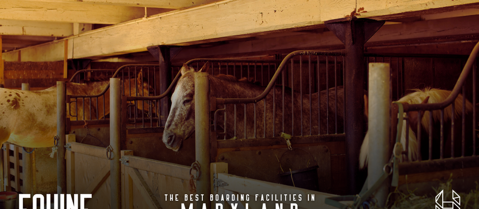 The Best Boarding Facilities In Maryland