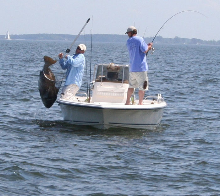 Chesapeake Bay: Known as the crown jewel of Maryland fishing, the Chesapeake Bay is famous for its rockfish (striped bass), blue crab, and white perch. Anglers flock to hotspots like the Bay Bridge, Kent Narrows, and Tangier Sound for incredible fishing opportunities.