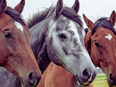Local Equestrian Vendors in the Chesapeake Region